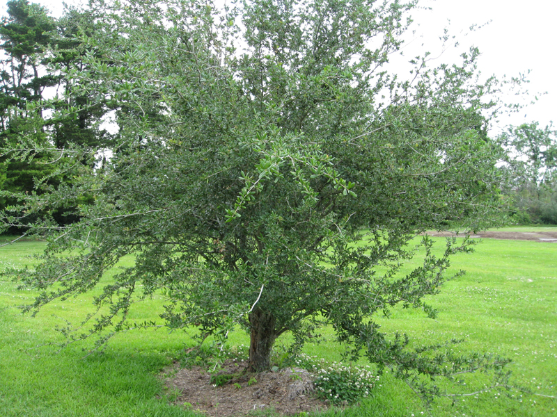 Online Plant Guide Quercus geminata / Sand Live Oak